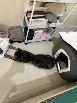 Product Review of Rumah Kucing dan Anjing Pet House from C**️ 1