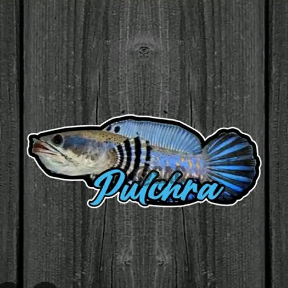 Stiker blue pulcra 78cm reall ombyok