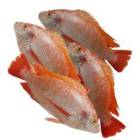 Gambar Ikan Nila Segar / Ikan Nila Merah 1Kg Tilapia dari Segar Laut Lestari Kota Administrasi Jakarta Barat 2 Tokopedia
