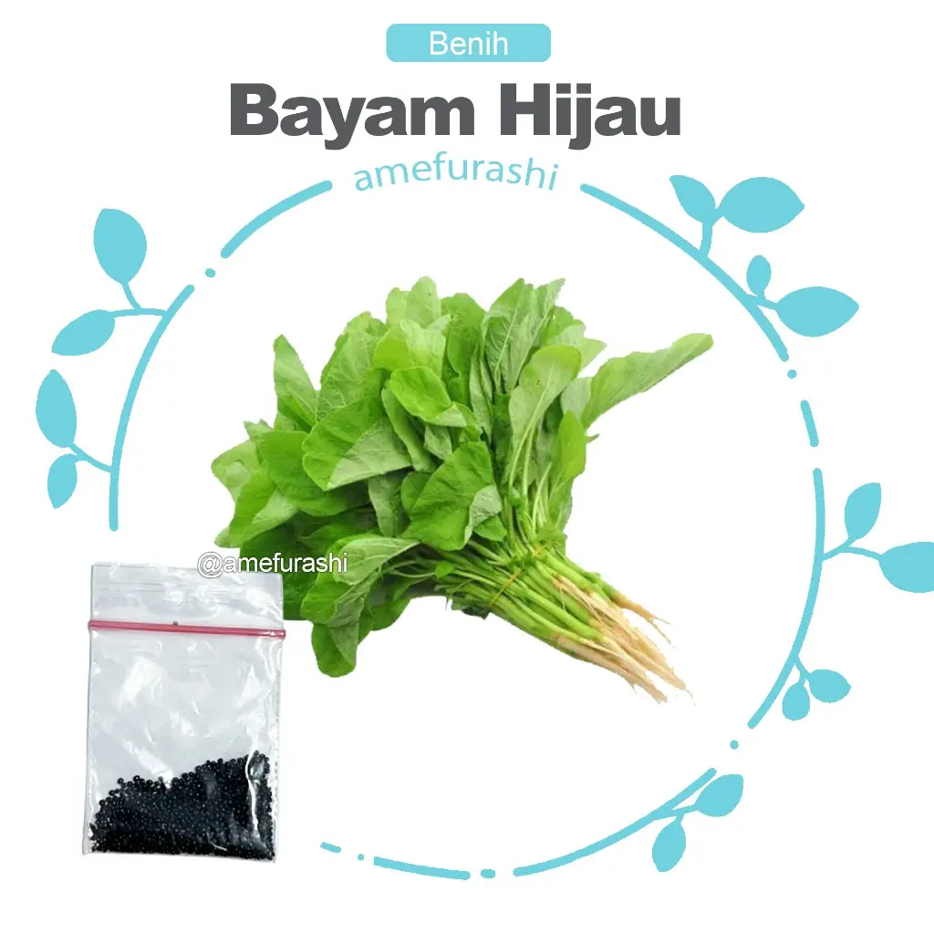 Bayam Hijau
