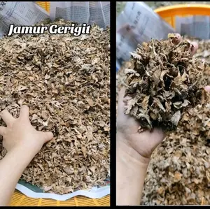 Jamur Gerigit Kering jamur grigit Jamur Tenawan Jamur Kayu Asli Palembang Terbaik untuk Kesehatan