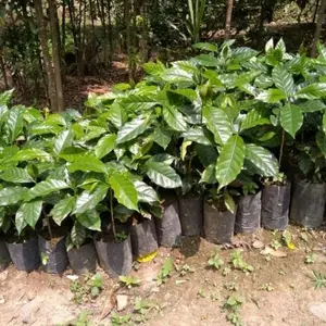 50 PCS BIBIT KOPI ARABIKA ATENG SUPER PALING LARIS ARTIFICAL TANAMAN