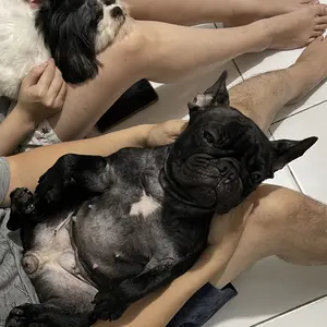 Purrito Stik Gigi Anjing 220g Camilan Sehat Lezat Rasa Ayam dan Rumput Laut