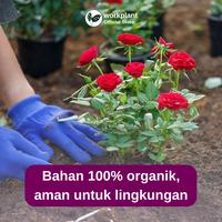 Gambar Workplant - Bloom Booster Pupuk Organik Cair untuk Bunga Lebat Minim Rontok & Mekar Sempurna - Bloom Booster dari workplant official Kota Surabaya 5 Tokopedia
