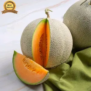 50 BUTIR BENIH MELON MADU MANIS