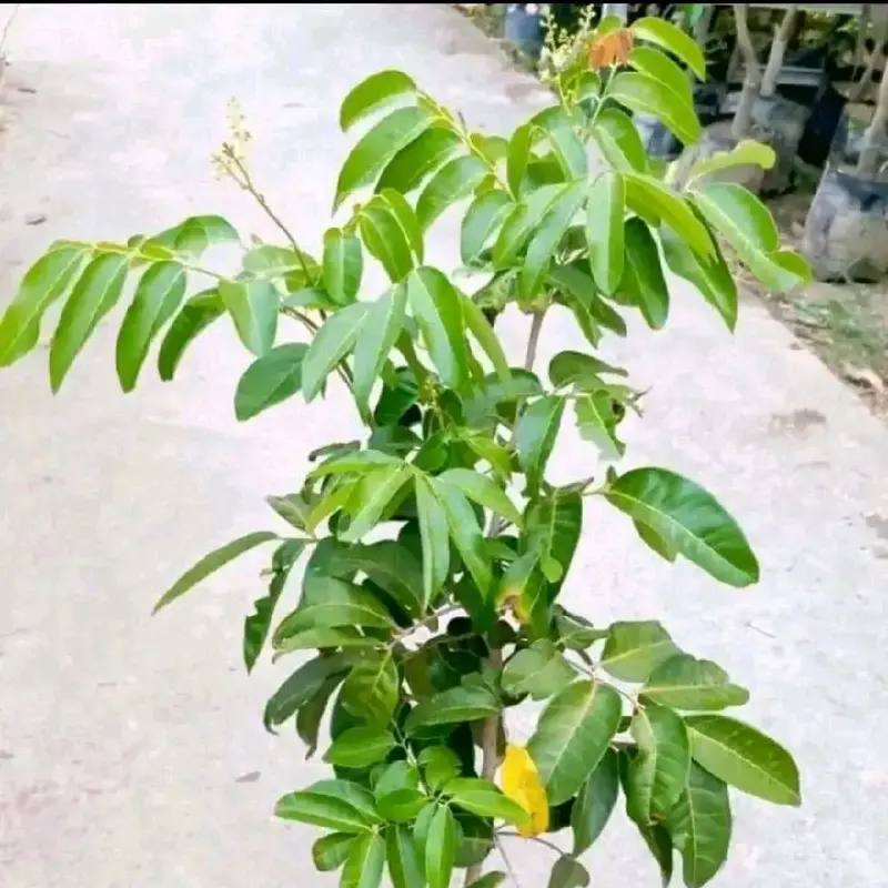 BIBIT KELENGKENG MATALADA SUPER  KUALITAS NOMOR SATU, HASIL OKULASI SETEK JADI LEBIH CEPAT BERBUAH BAGUS BUAT TABULAMPOT MAUPUN DI TANAH LANGSUNG Tanaman 3