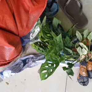 tanaman hias janda bolong