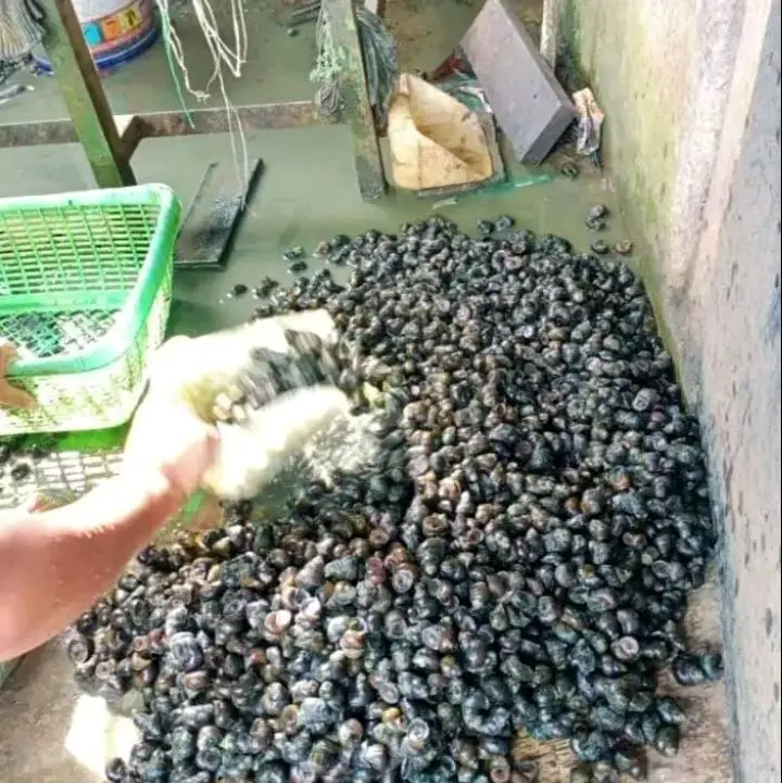 Tutut mentah Per literan sudah direbus/Bekicot/tutut/sefood/ Siap masak cocok buat menjaga kesehatan /penyakit liper dan penyakit lainnya enak gurih nikmat 4