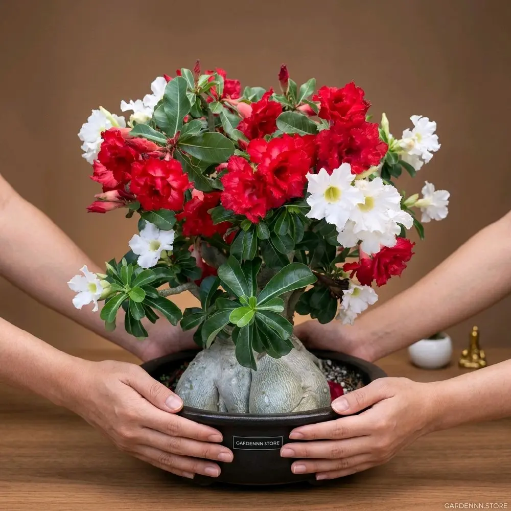 GARDENNN.STORE Tanaman Hias Adenium Kamboja Jepang Bibit Berkualitas Bunga Indah Siap Hias Rumah GARDENNN.STORE Adenium Kamboja Jepang Tanaman Hias Outdoor Mudah Dirawat Bunga Lebat Hidup Segar