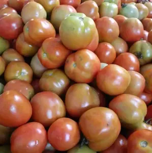 tomat segar satu kilo ya bes