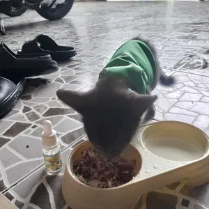 Baju Kucing Lucu Murah Motif Grab Jaket Cowo Cewe Jantan Betina Aksesoris Hewan Kecil