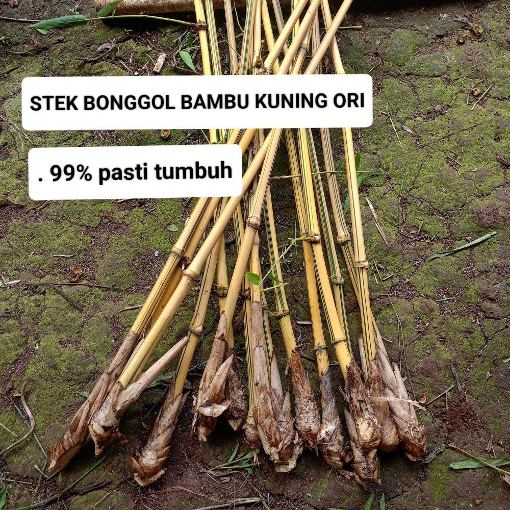 Bibit stek bambu kuning premium siap tanam 1 pohon siap tanam premium