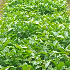 promo besar Bibit Kopi Arabika Jenis Brazil Super 50 Batang Tahan Cuaca