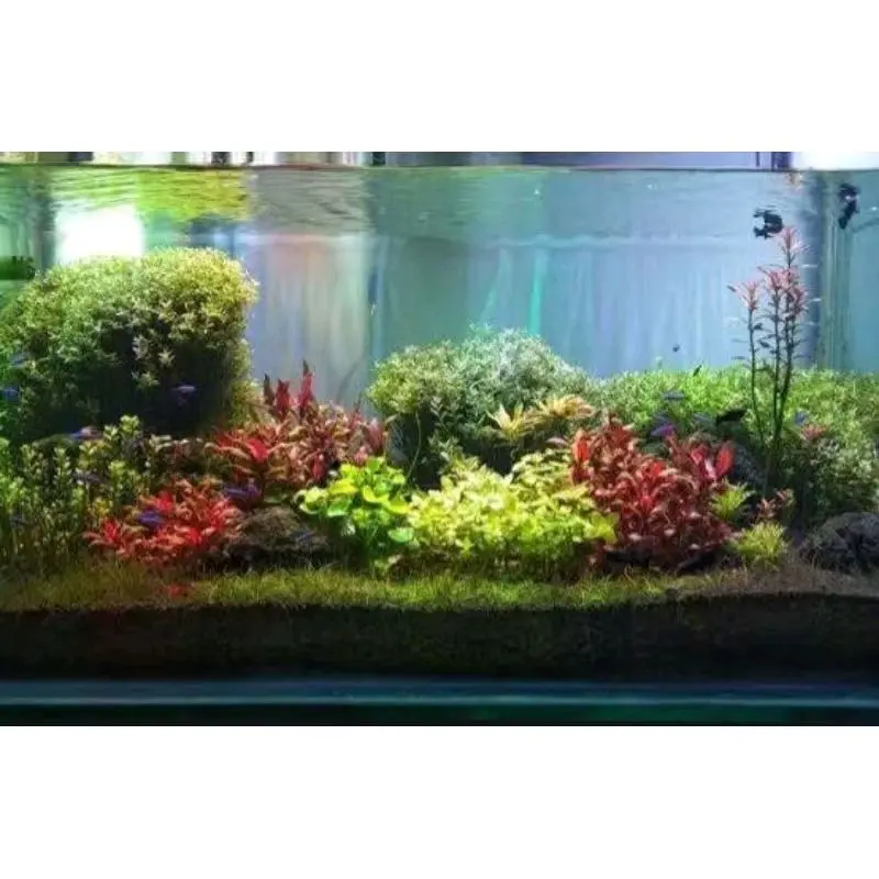 paket low aquascape tanpa co2 0