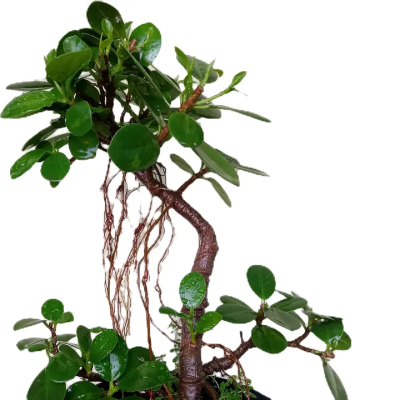 Bonsai beringin dollar meliuk ekstrem 0