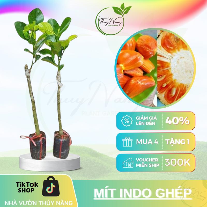 Cây giống Mít ruột Đỏ InĐo chất lượng tốt
