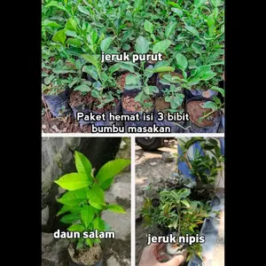 promo paket hemat 1 paket isi 3 bibit bumbu masakan ( bibit daun salam, jeruk purut, jeruk nipis) siap tanam