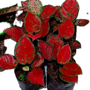 alat co paket merah 100rb