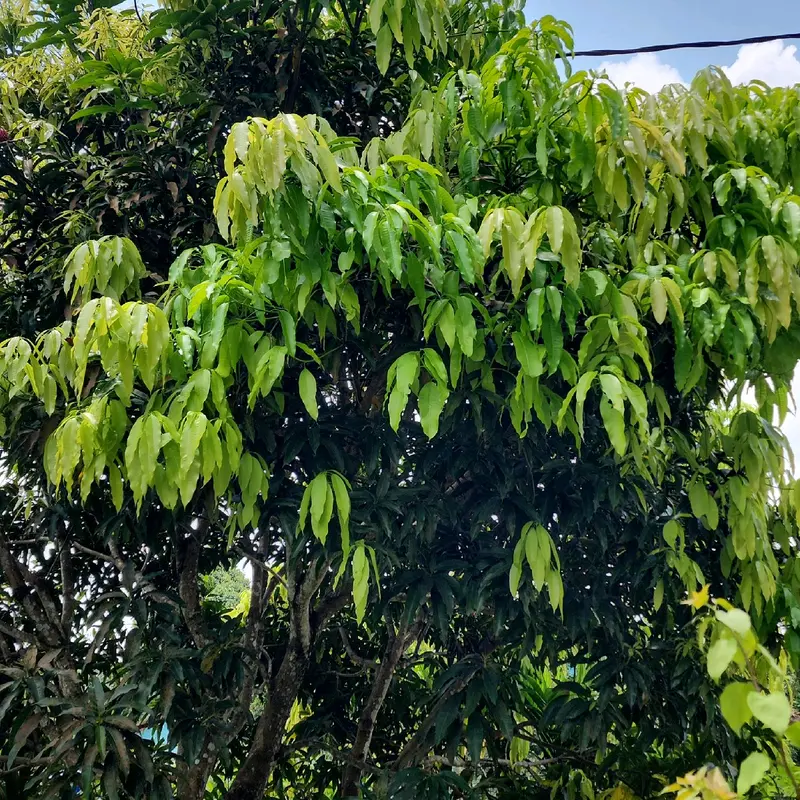 Pupuk Anorganik Jp86. kandungan Magnesium tinggi dan Unsur N.P.K.S+TE .di gunakan untuk semua tanaman keras maupun lunak. bentuk Butiran granul warna biru dan mudah larut. 7