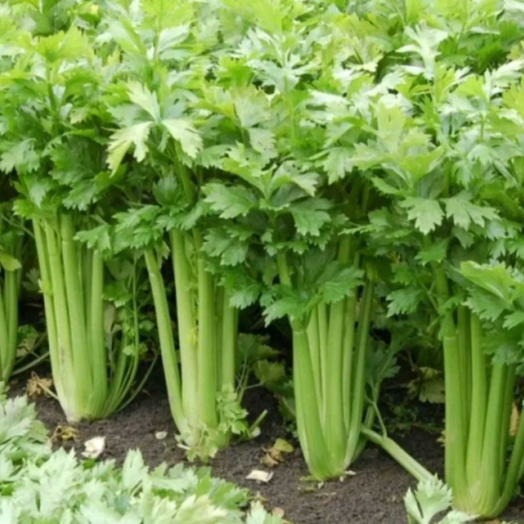 BIJI BENIH DAUN SUP.CELERY SEEDS