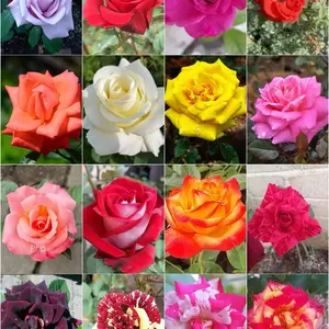 mawar holland bebas pilih warna