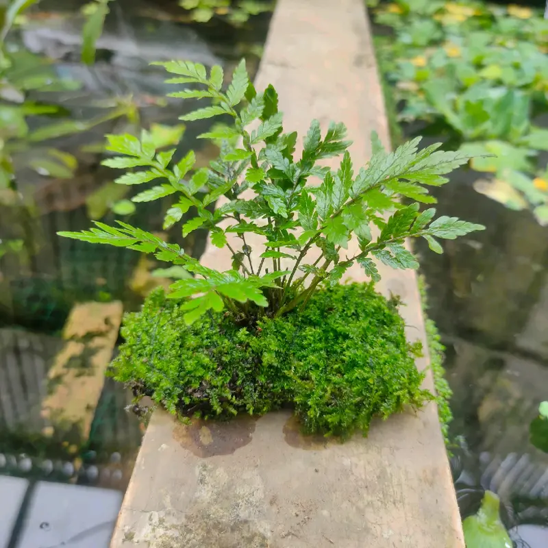 ornamen sintetis tanaman lempeng pakis 0