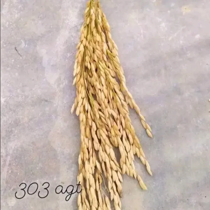 Benih Padi 303 Agt Original Kemasan 1 Kg 4