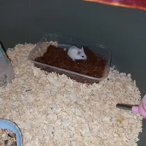 box packing hamster winter