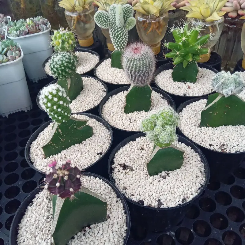 10 pcs kaktus dan pot hitam 2
