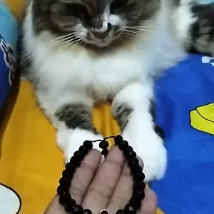 GELANG KRISTAL CHARM COVER PREMIUM MEWAH TERBARU KUALITAS BISA DI ADU