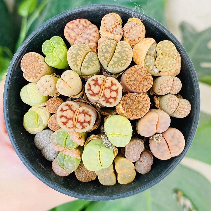 Sen Đá MôNg Cây Đôi - LITHOPS - Sen Đá Thạch Lan (Chậu 7.5cm) - Sen Đá Lithops Cây Mộng Nước Sen Đá Decor - Sen đá mini cực xinh - cây cảnh để bàn trồng - cây kèm chậu succulents 8