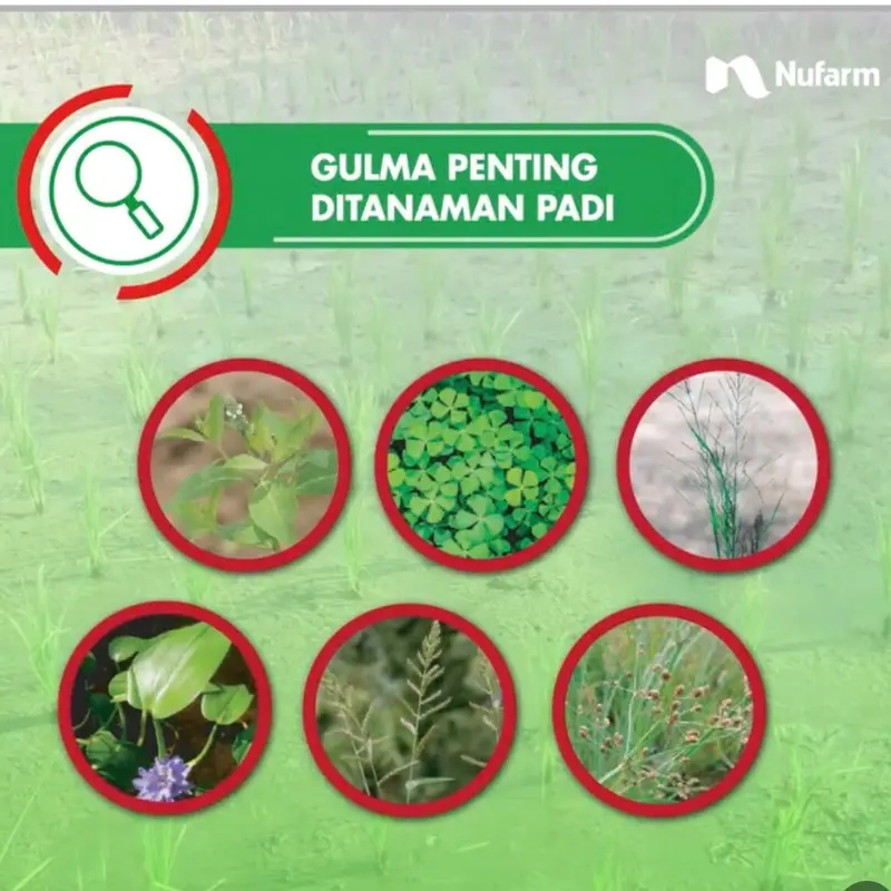 ￼herbisida NUGRASS 100ml + SERENDY 25 gram  paket bebas gulma  padi tidak menguning Tanaman 3