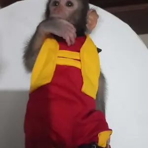 BAJU TERAPI BELAJAR JALAN BERDIRI UTK MONYET. BACA DULU DISKRIPSI NYA.SCROL KE BAWAH