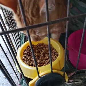 ￼Tempat Makan Kucing Gantung Petbowl Gantung Tempat Makan Anjing Kelinci Musang Landak Hamster Tempat Minum Jepit Tempat Makan Hewan