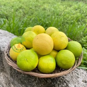 Jeruk Nipis Kulit Kuning Matang - Grade A Banyak Airnya