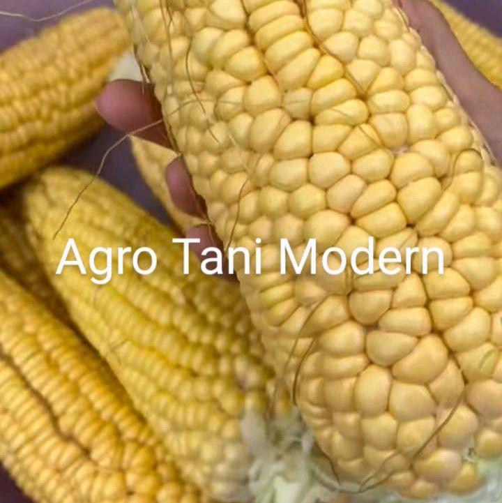 Benih Jagung Jepang Manis Mqdu (isi 200 biji) 2