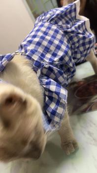 Product Review of Pet Dress Floral Pattern Pleated Hemming Windproof Pet Vest Puppy Flying Sleeve Clothes for Spring from E**R A**A 3