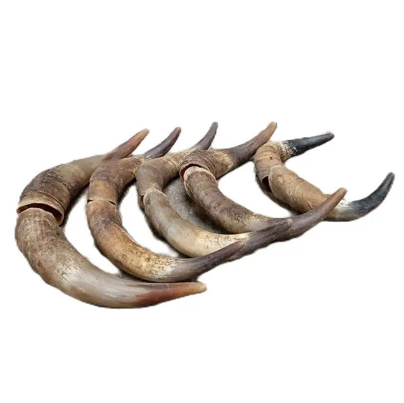 Tanduk Sapi Asli - Ukuran Variatif - 1 Pasang