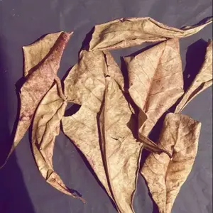 (coSIANG) Ketapang  Liquid cair menyehatkan