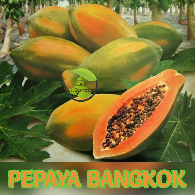 Benih Bibit Buah Pepaya Bangkok Unggul Pepaya Thailand 0