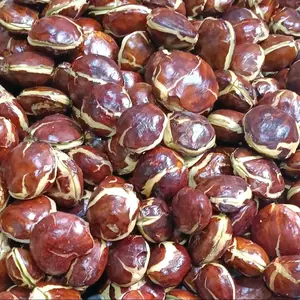 jengkol 1kg tua bahan masakan enak dan pulen