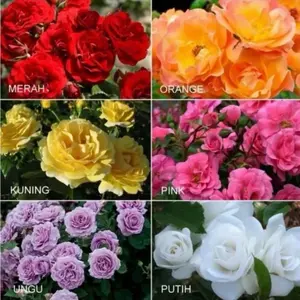 benih bibit mawar floribunda