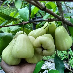 Bibit jambu air madu deli manis siap berbuah