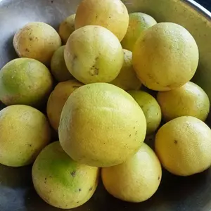 Jeruk Nipis KUNING (Matang) 1 kg Buah Segar untuk Minuman dan Masakan