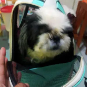 Tas Ransel Kucing Anjing Anti Air & Mudah Dibersihkan - Desain Praktis & Nyaman untuk Perjalanan - Ukuran Ideal 37x25x34cm - Tas Travel Hewan Peliharaan Stylish dan Tahan Lama