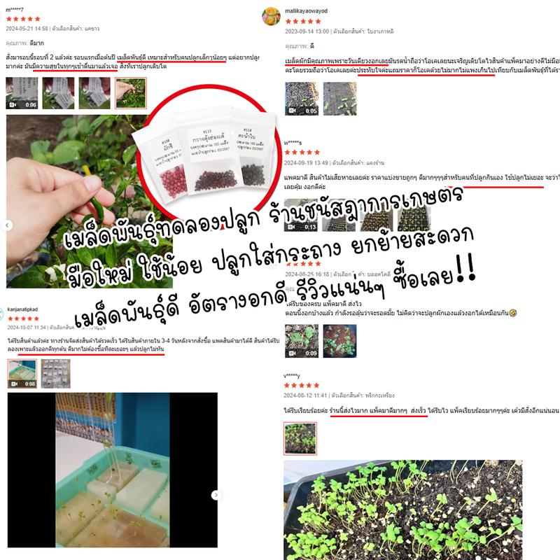 [ลด50% ขั้นต่ำ9฿] เมล็ดพันธุ์ผักสวนครัว แบ่งขาย สำหรับทดลองปลูก/พื้นที่ขนาดเล็ก