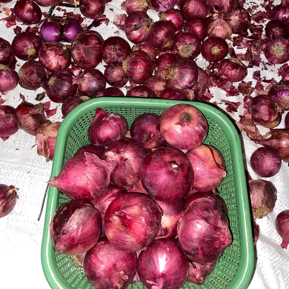 Bawang merah jenis india 1 KG