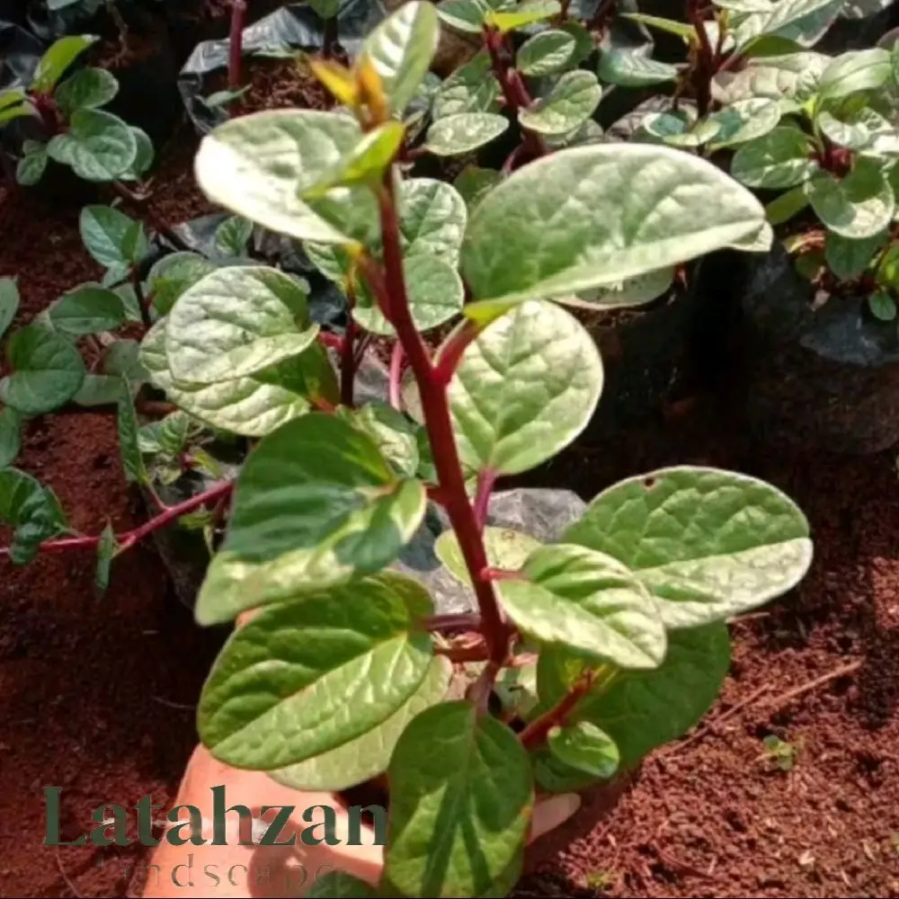 bibit tanaman herbal binahong merah
