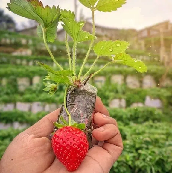 paket hemat 10 bibit strawberry jenis California berwkalitas mudah tumbuh