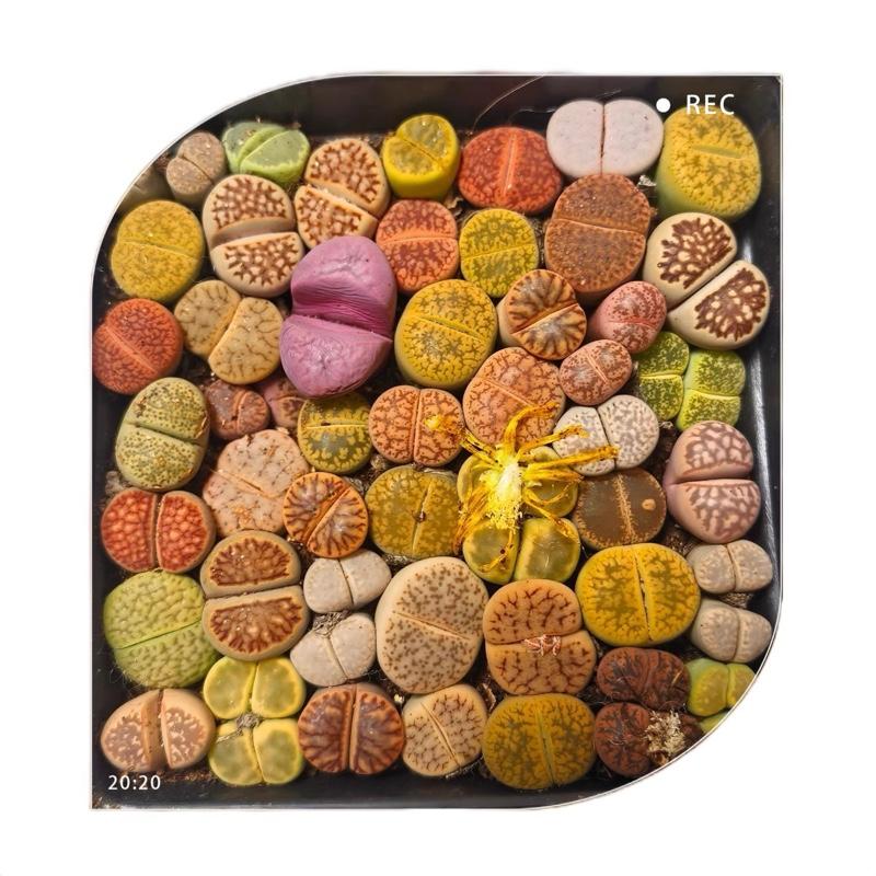 Sen Đá MôNg Cây Đôi - LITHOPS - Sen Đá Thạch Lan (Chậu 7.5cm) - Sen Đá Lithops Cây Mộng Nước Sen Đá Decor - Sen đá mini cực xinh - cây cảnh để bàn trồng - cây kèm chậu succulents 0